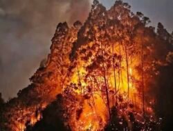 Mamasa Dikepung Api! 31 Karhutla Hanguskan 81,95 Hektare Lahan
