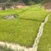 Kekeringan Melanda Mamasa, 23,5 Hektare Lahan Pertanian Terdampak