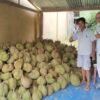 Lepas Jabatan Pemerintahan, Menton Pilih Berkebun Durian : Panen Perdana 2026 Dapat Cuan Rp57 juta