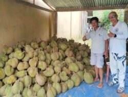 Lepas Jabatan Pemerintahan, Menton Pilih Berkebun Durian : Panen Perdana 2026 Dapat Cuan Rp57 juta