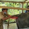 Sulawesi Barat Kembangkan IB untuk Kerbau di Mamasa, Tingkatkan Kualitas Genetik dan Dukung Pengembangan Populasi Ternak