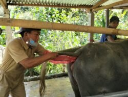 Sulawesi Barat Kembangkan IB untuk Kerbau di Mamasa, Tingkatkan Kualitas Genetik dan Dukung Pengembangan Populasi Ternak