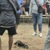 Dibubarkan Polisi, Arena Sabung Ayam di Sasakan Mamasa Diduga Kembali Beroperasi