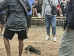 Dibubarkan Polisi, Arena Sabung Ayam di Sasakan Mamasa Diduga Kembali Beroperasi