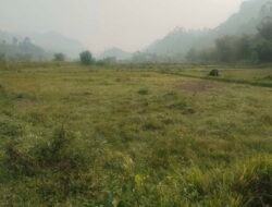 Puluhan Hektare Sawah di Pangadaran Tak Produktif, Petani Harap Pemda Mamasa Bangun Irigasi